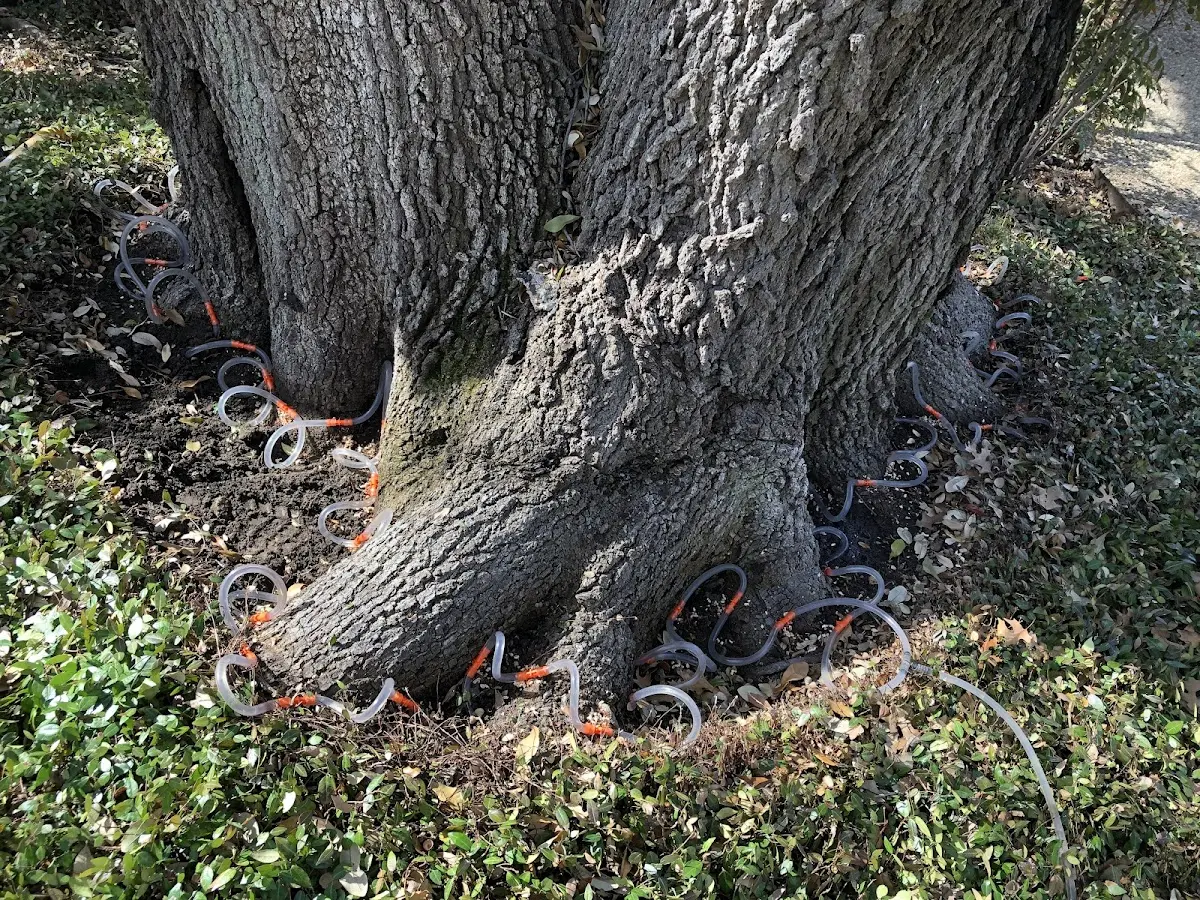 Detailed Tree Cabling and Bracing job site in Vallecito